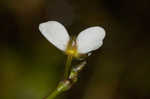 Threadleaf arrowhead